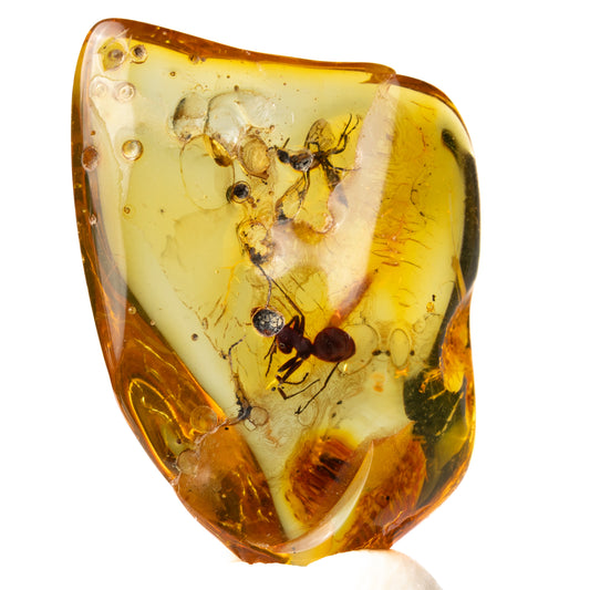 Baltic Amber with Ant Inclusion
