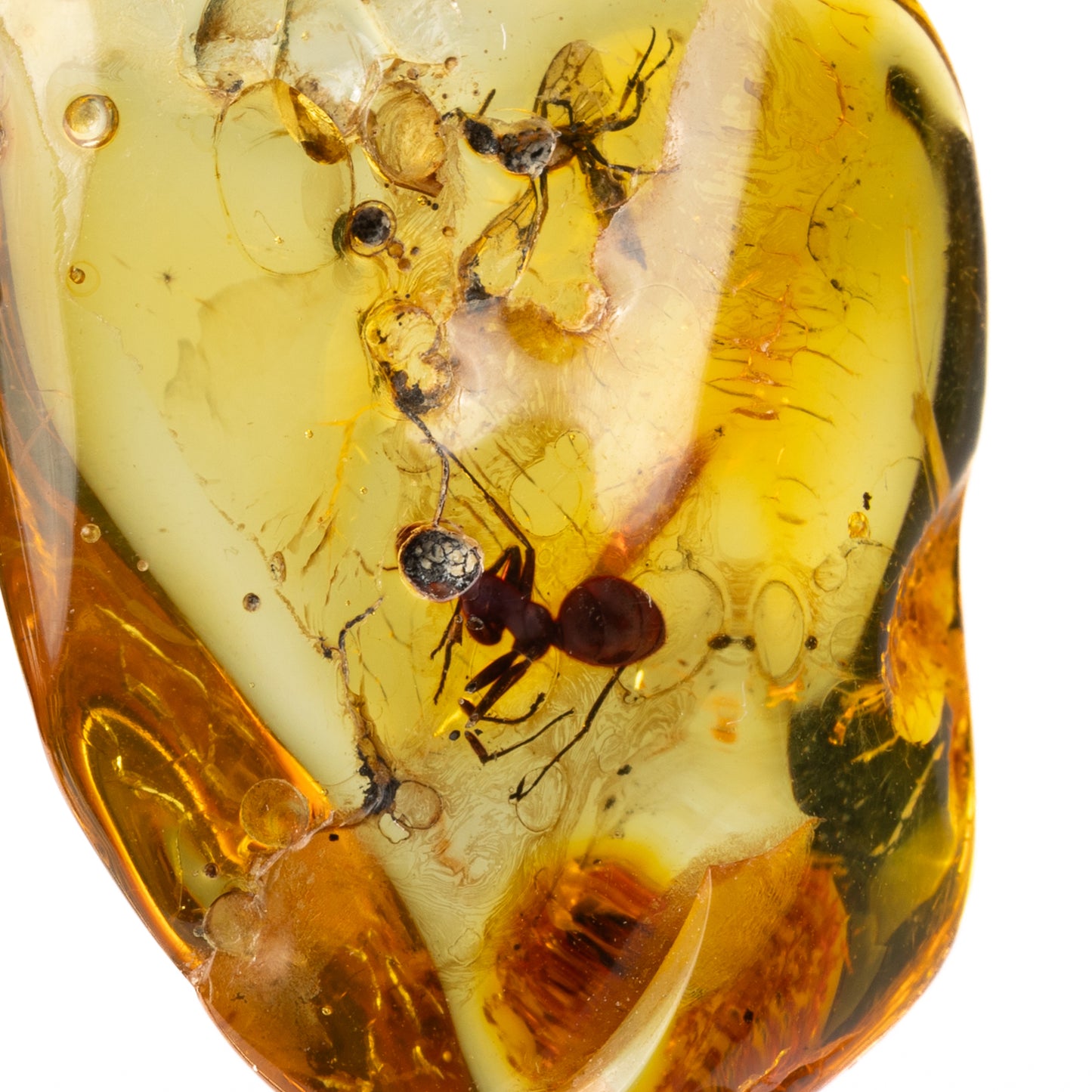 Baltic Amber with Ant Inclusion