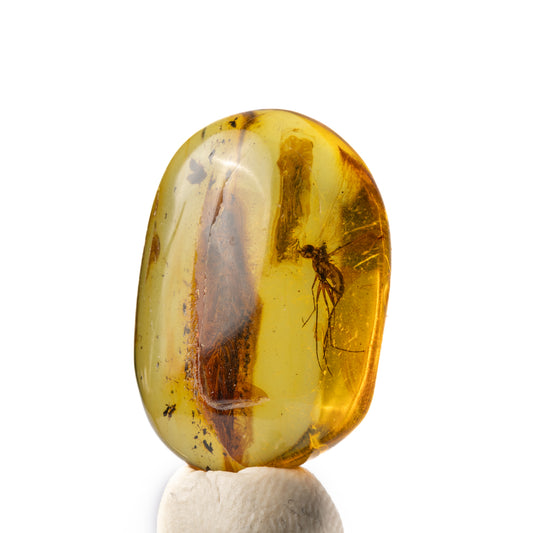 Baltic Amber with Winged Insect Inclusion