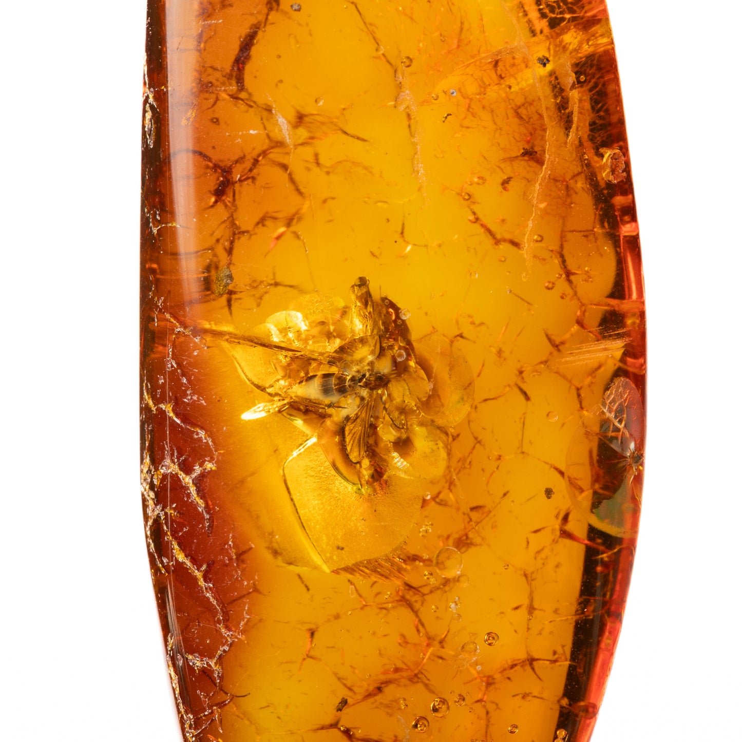 Baltic Amber with Winged Insect Inclusion