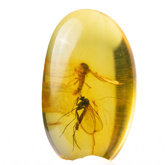 Baltic Amber with Winged Insect Inclusions