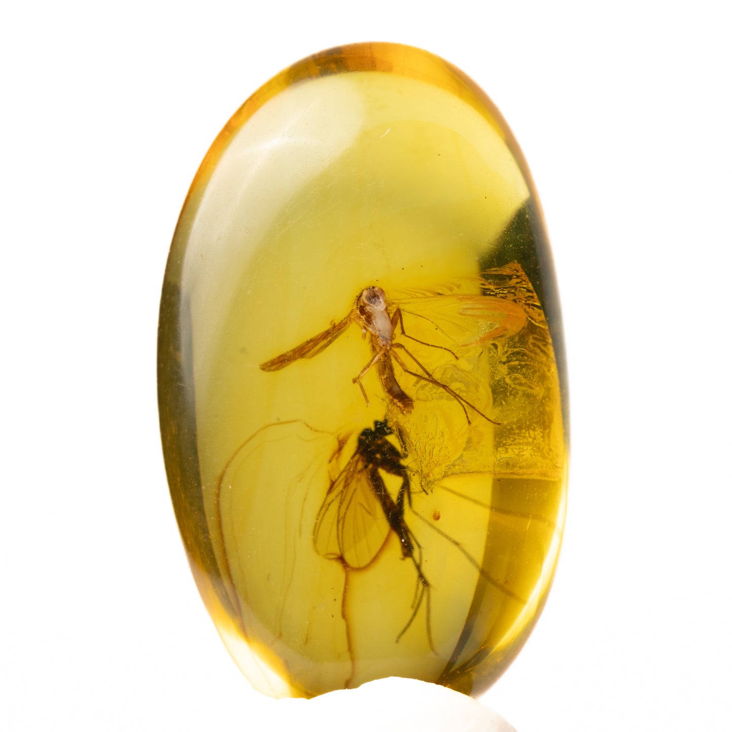 Baltic Amber with Winged Insect Inclusions