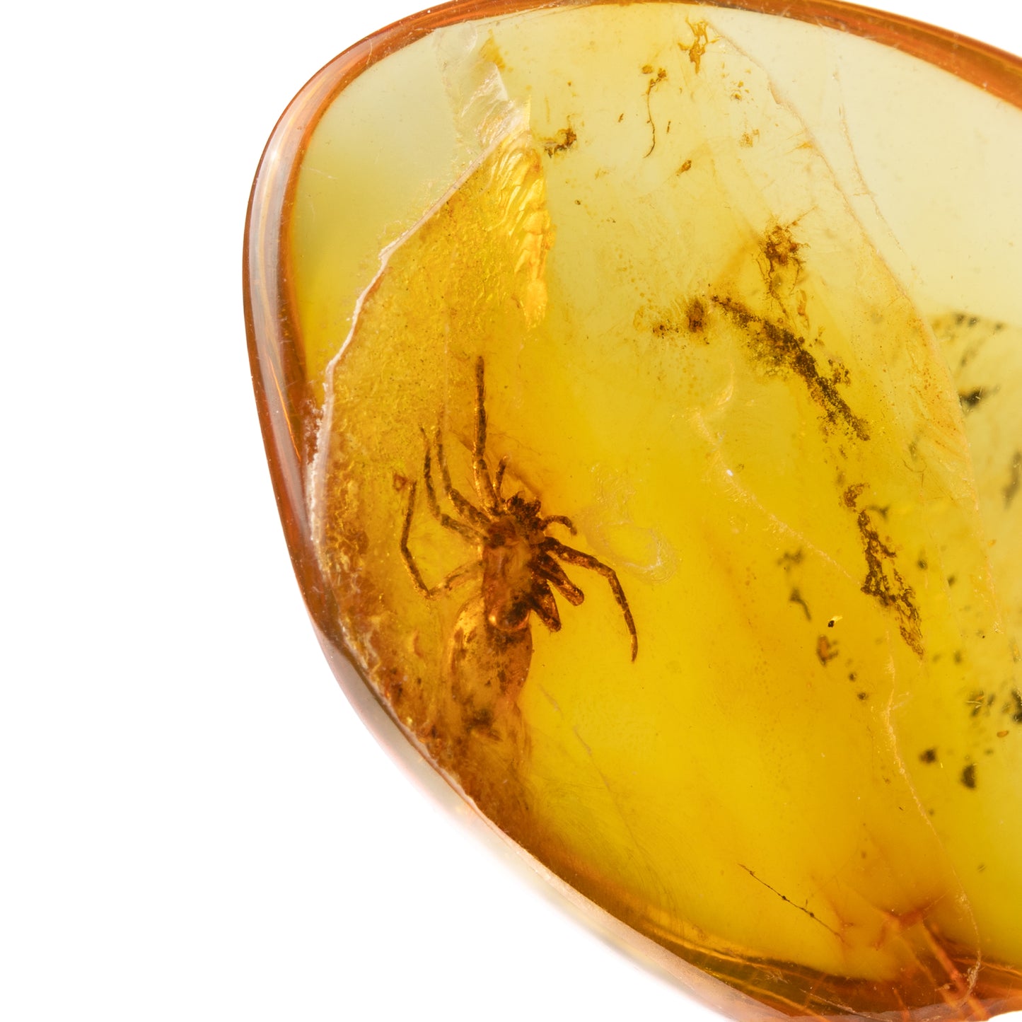 Baltic Amber with Spider Inclusion