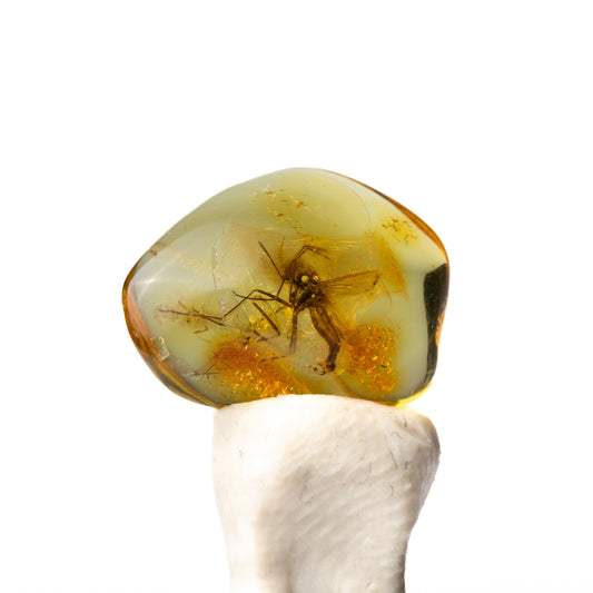 Baltic Amber with Insect Inclusion
