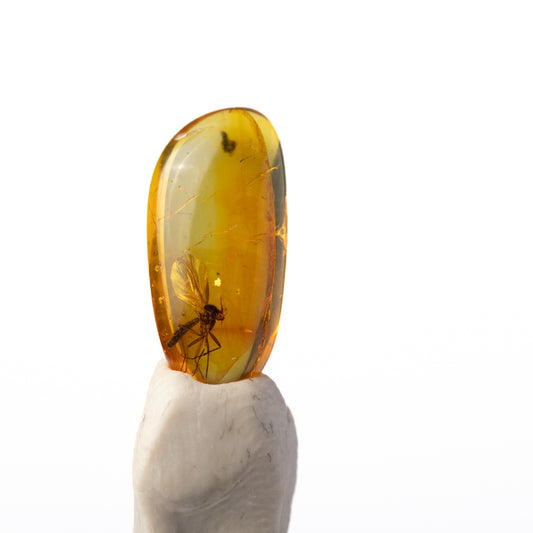 Baltic Amber with Insect Inclusion