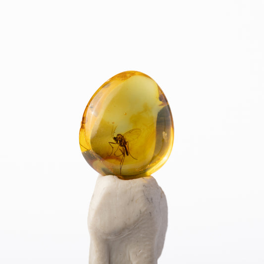 Baltic Amber with Insect Inclusion