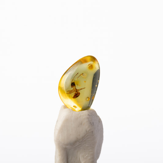 Baltic Amber with Insect Inclusion