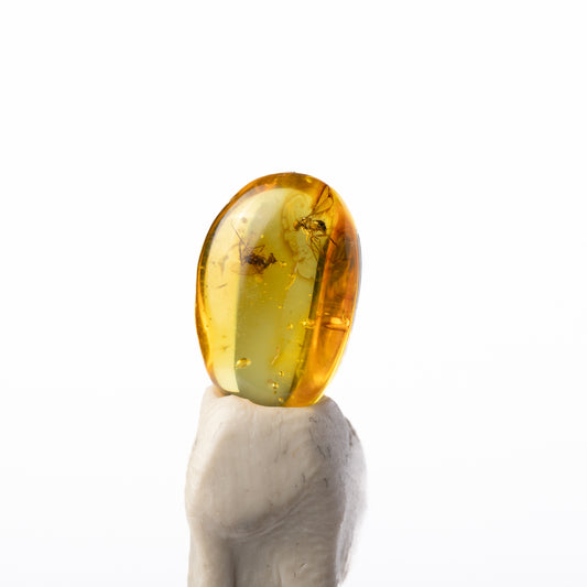 Baltic Amber with Insect Inclusion