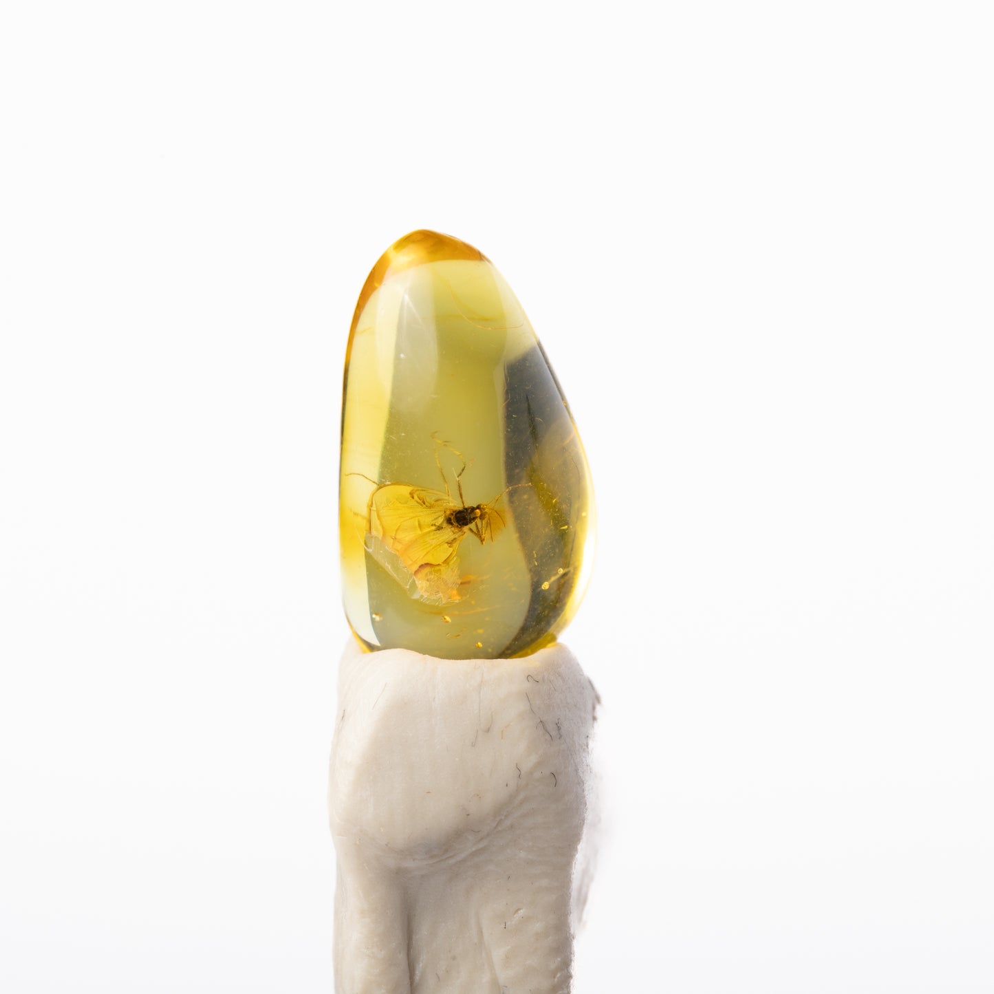 Baltic Amber with Insect Inclusion