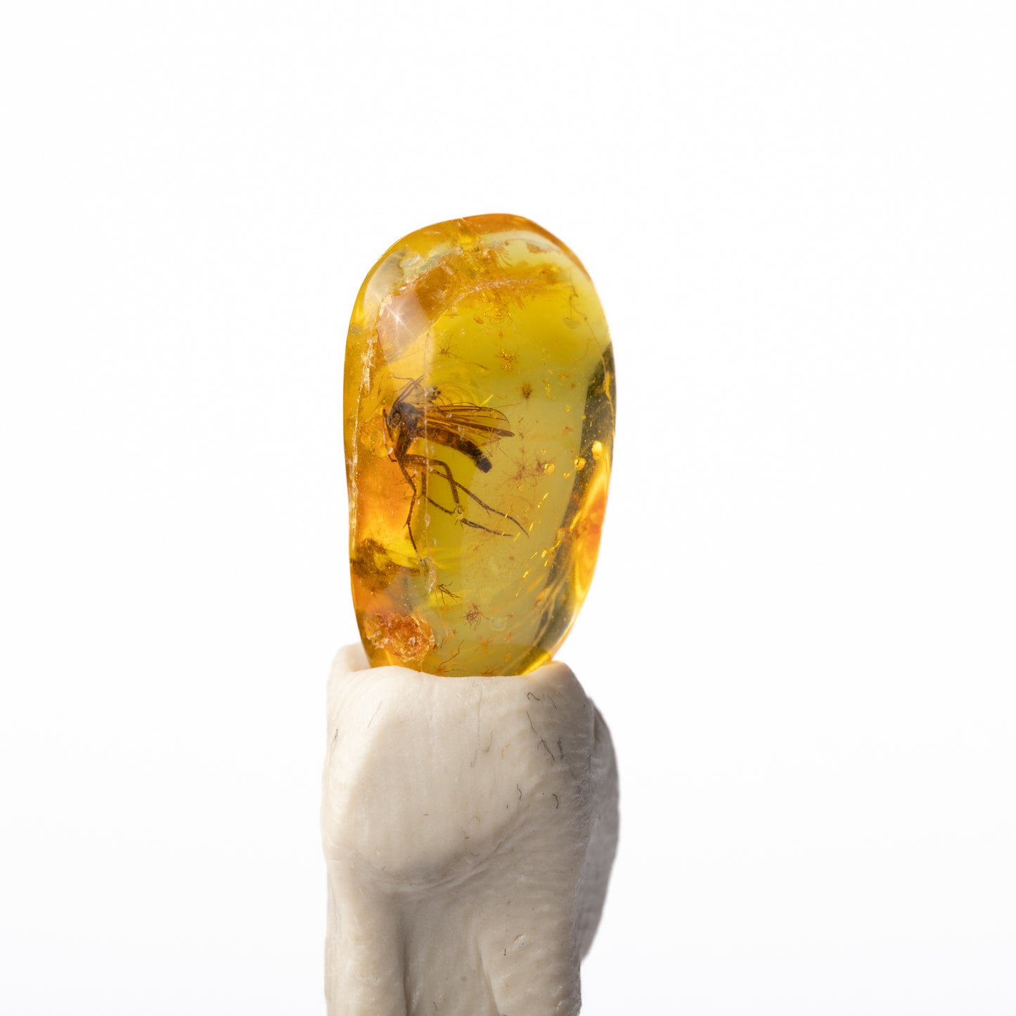 Baltic Amber with Insect Inclusion