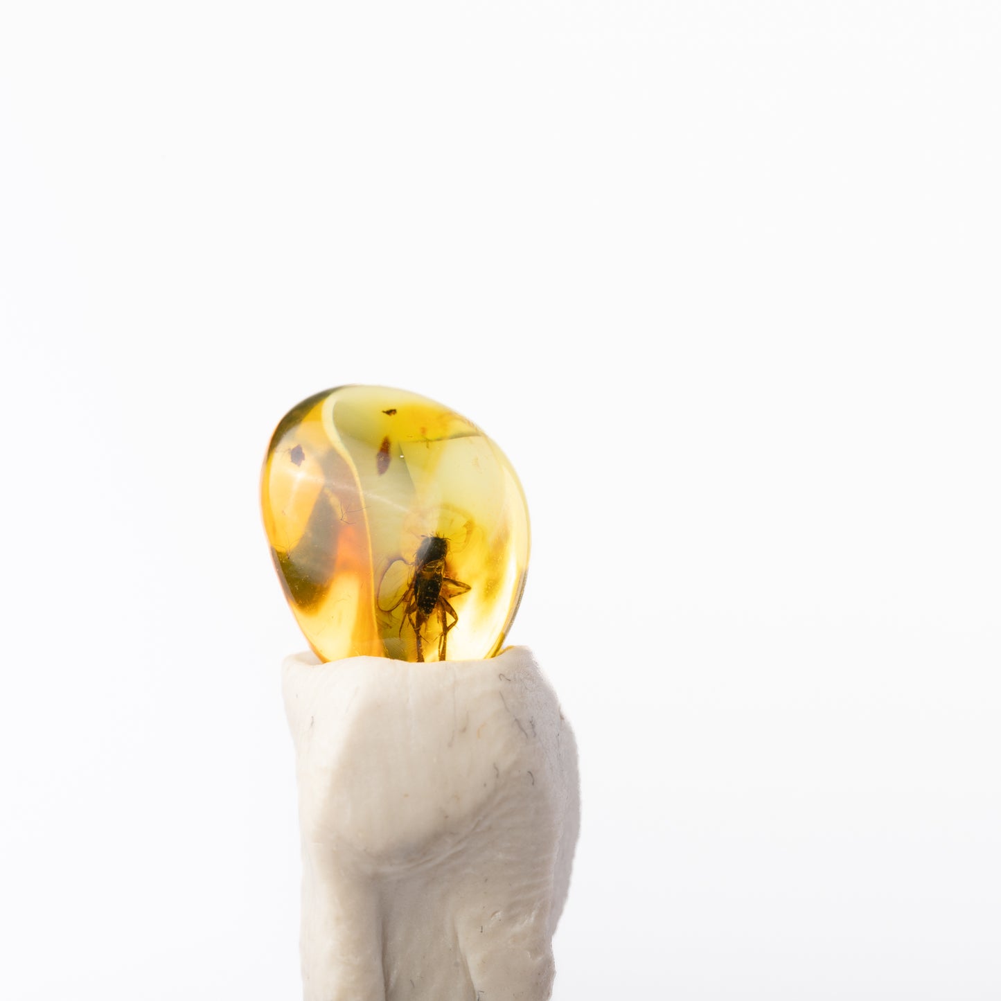 Baltic Amber with Insect Inclusion