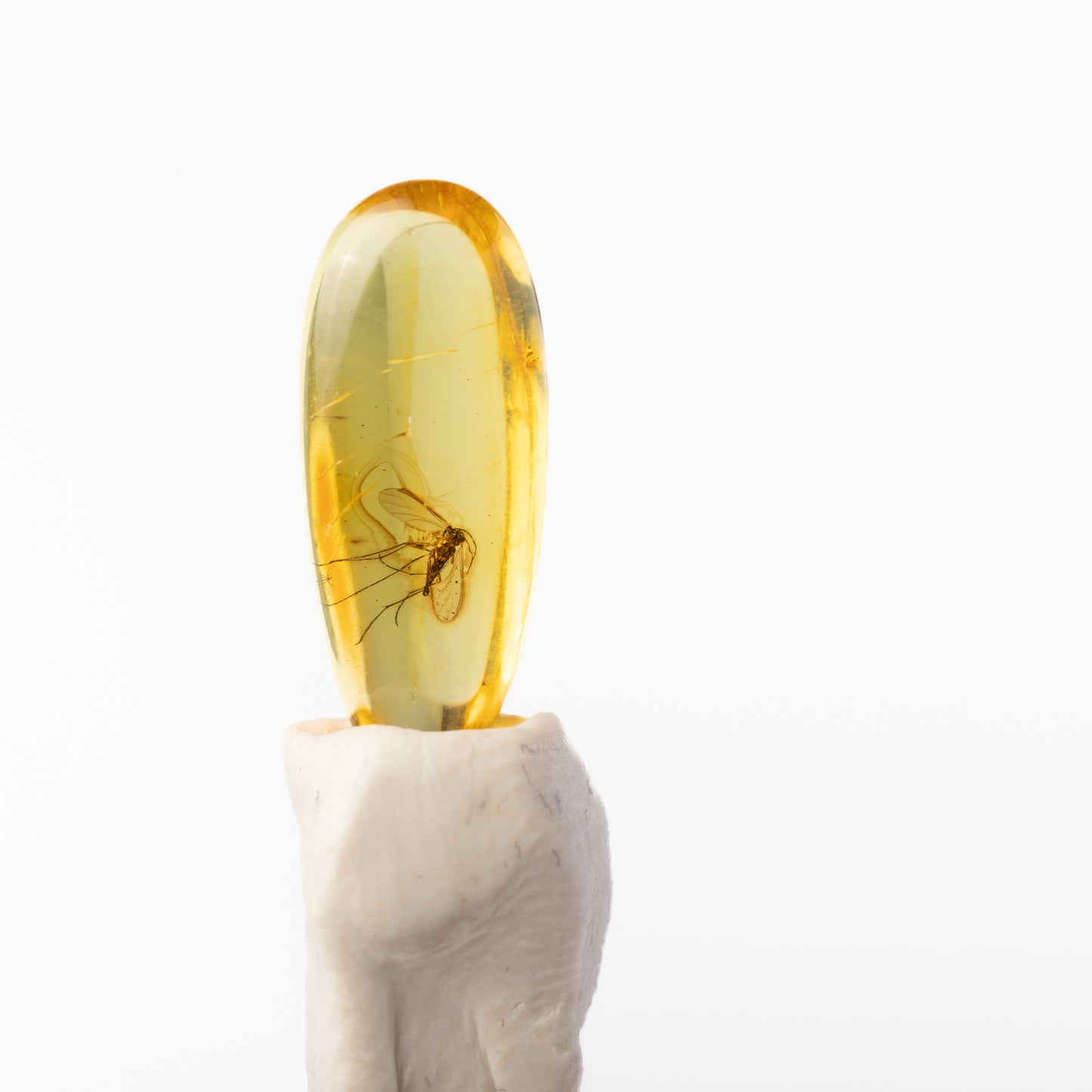 Baltic Amber with Insect Inclusion