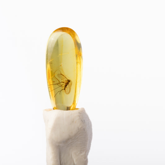 Baltic Amber with Insect Inclusion