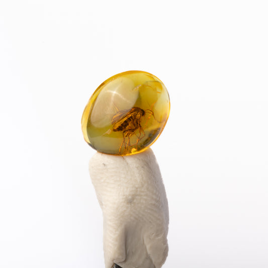 Baltic Amber with Insect Inclusion