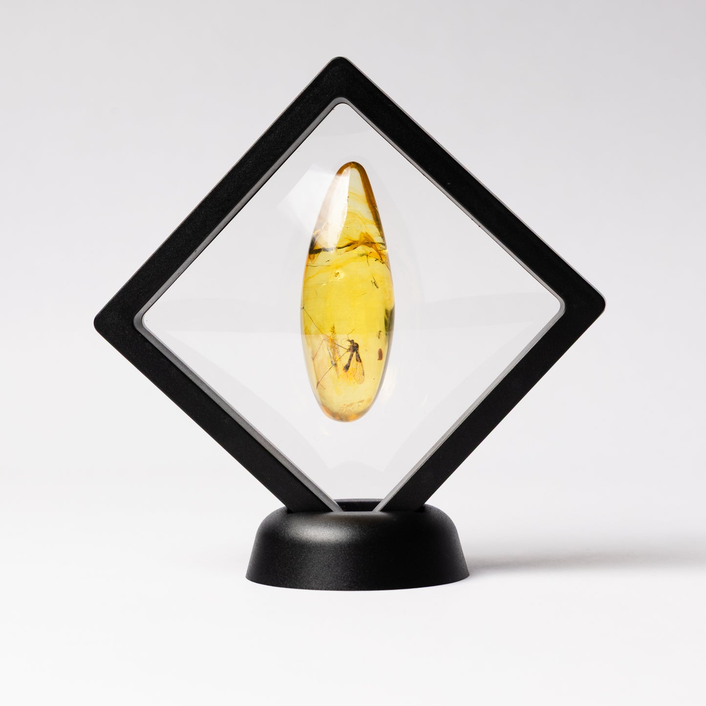 Baltic Amber with Bibionidae Fly Inclusion