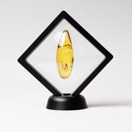 Baltic Amber with Bibionidae Fly Inclusion