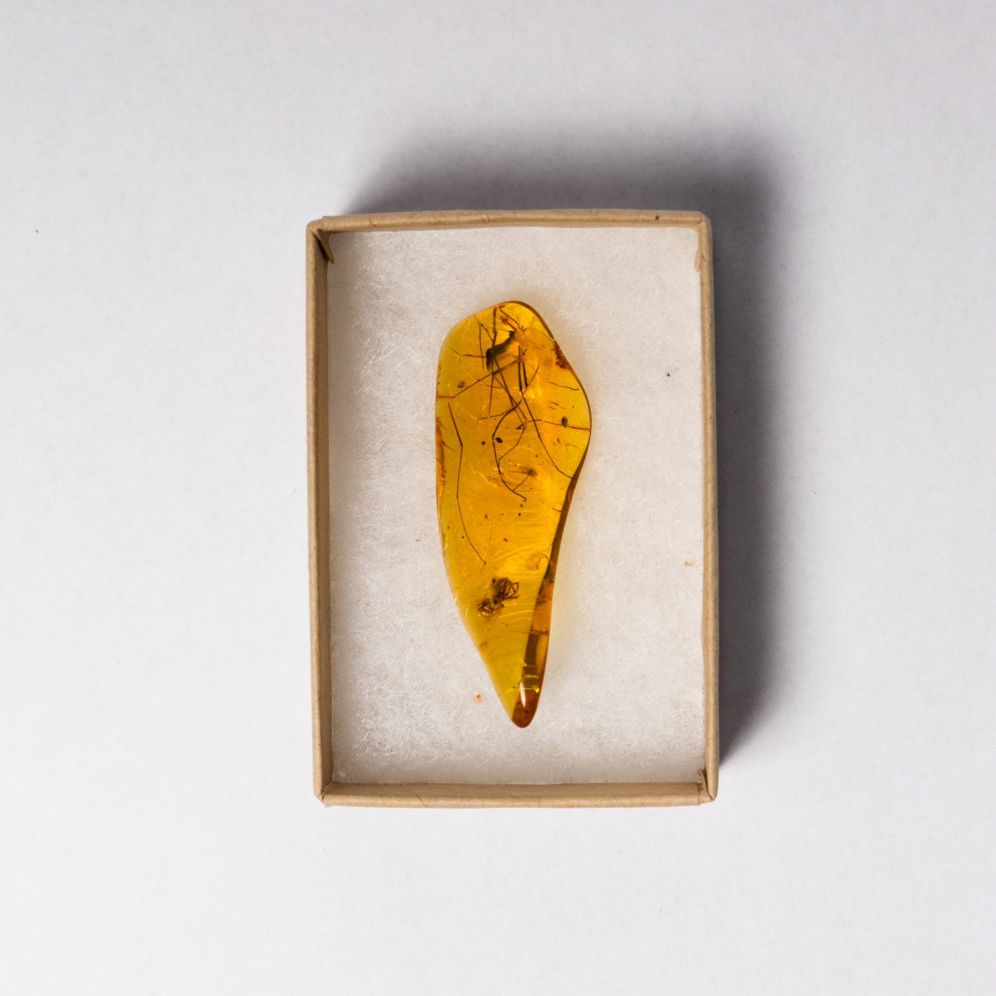 Baltic Amber with Spider Inclusion