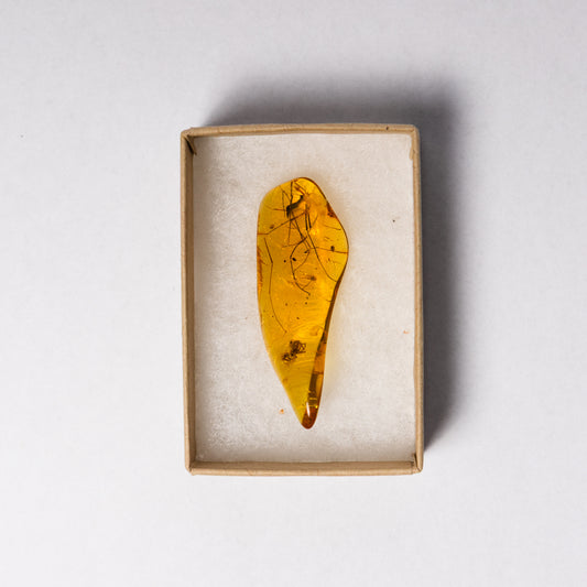 Baltic Amber with Spider Inclusion