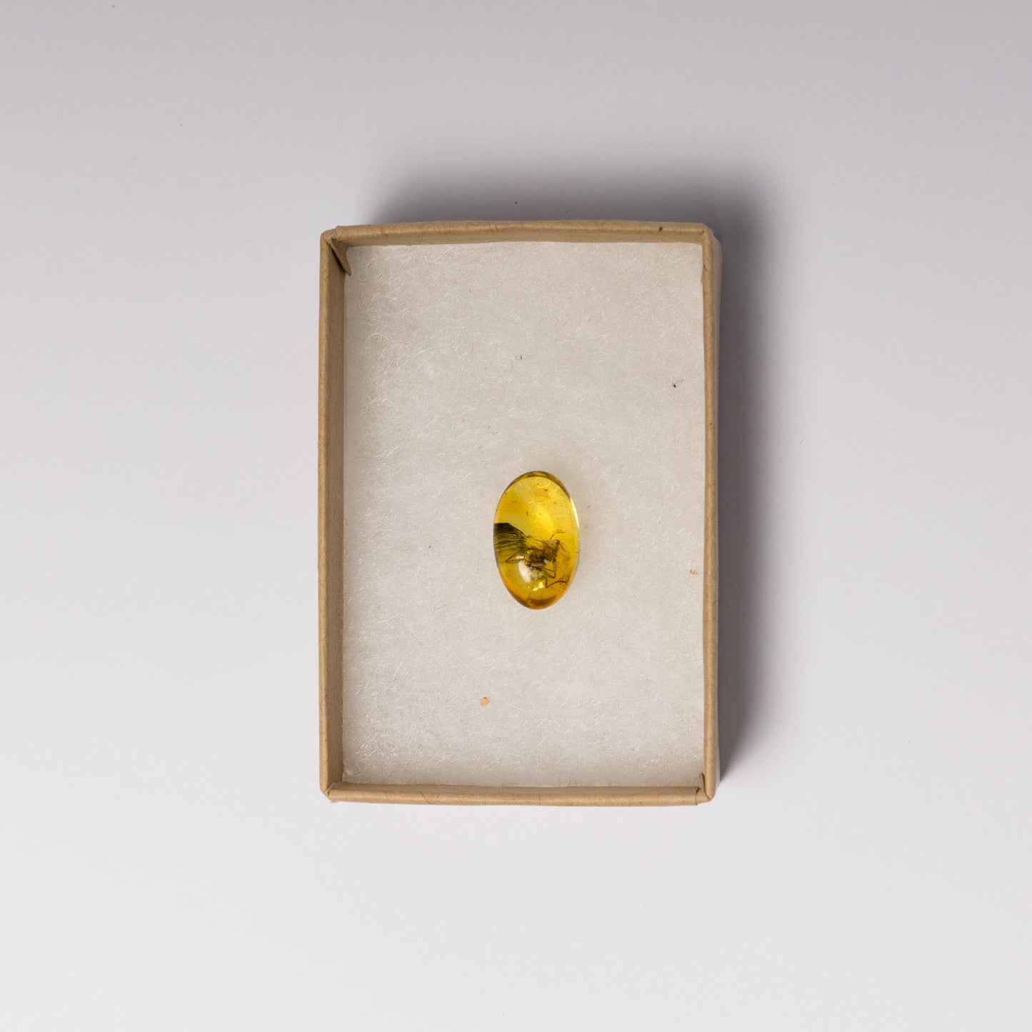 Baltic Amber with Spider Inclusion