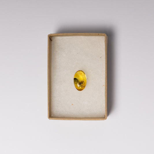 Baltic Amber with Spider Inclusion