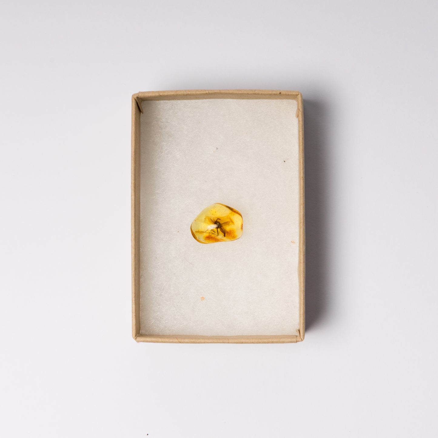 Baltic Amber with Insect Inclusion