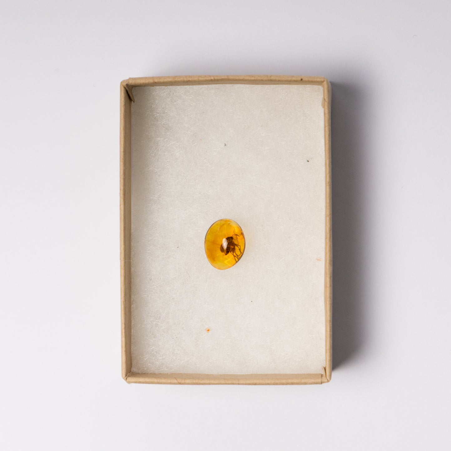 Baltic Amber with Insect Inclusion