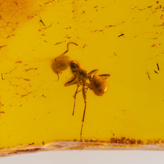 Fossilized ant embedded in amber with a yellow background