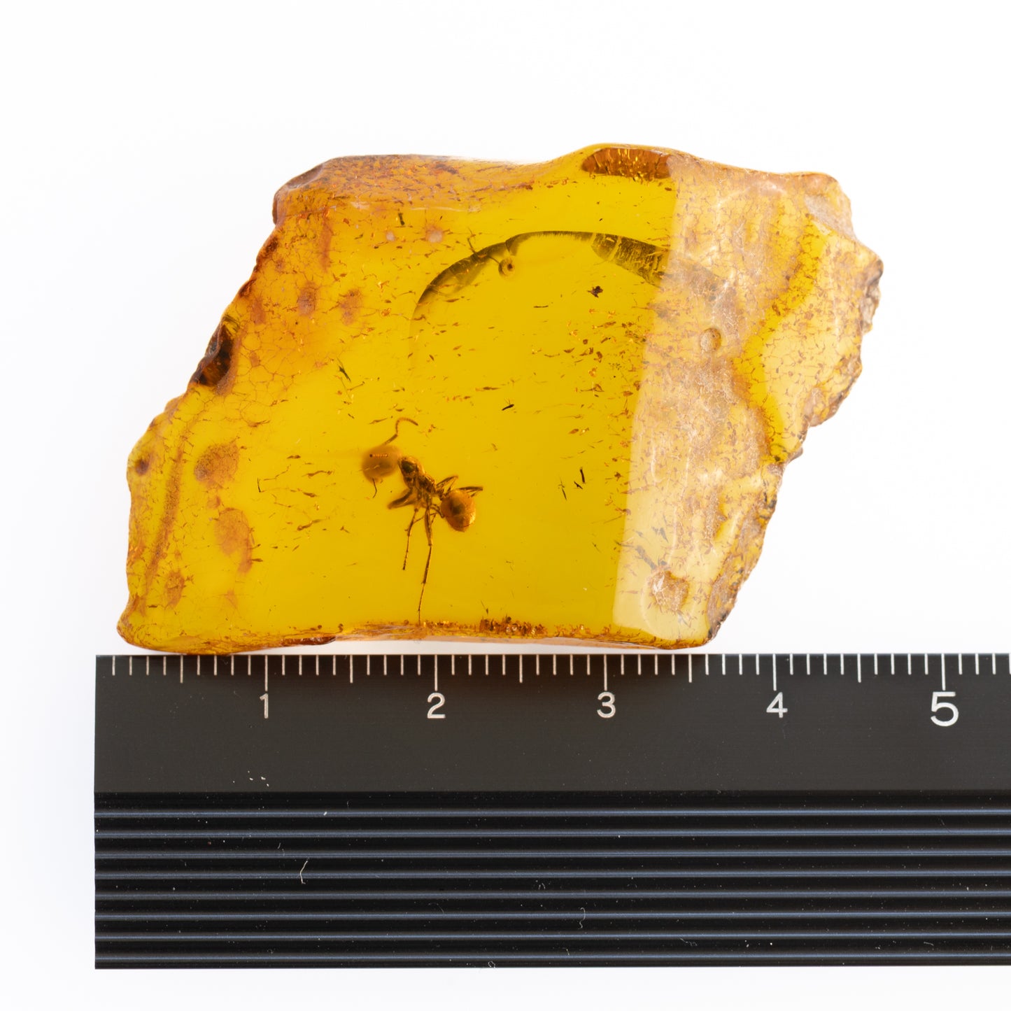 Baltic Amber with Ant Inclusion