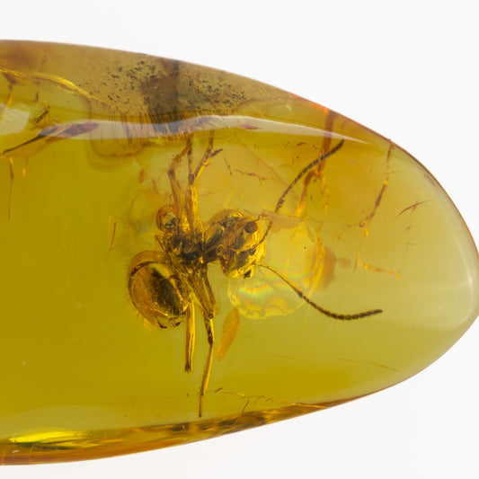 Insect (ant) encased in amber on a white background