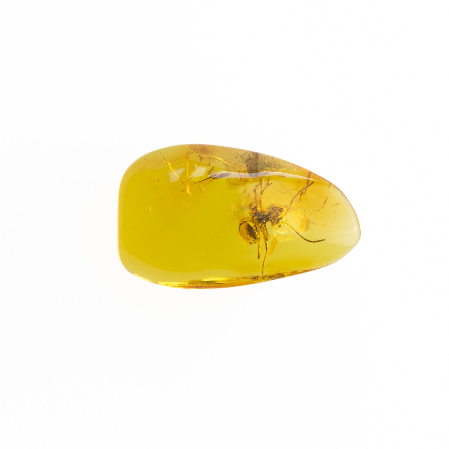 Baltic Amber with Ant Inclusion