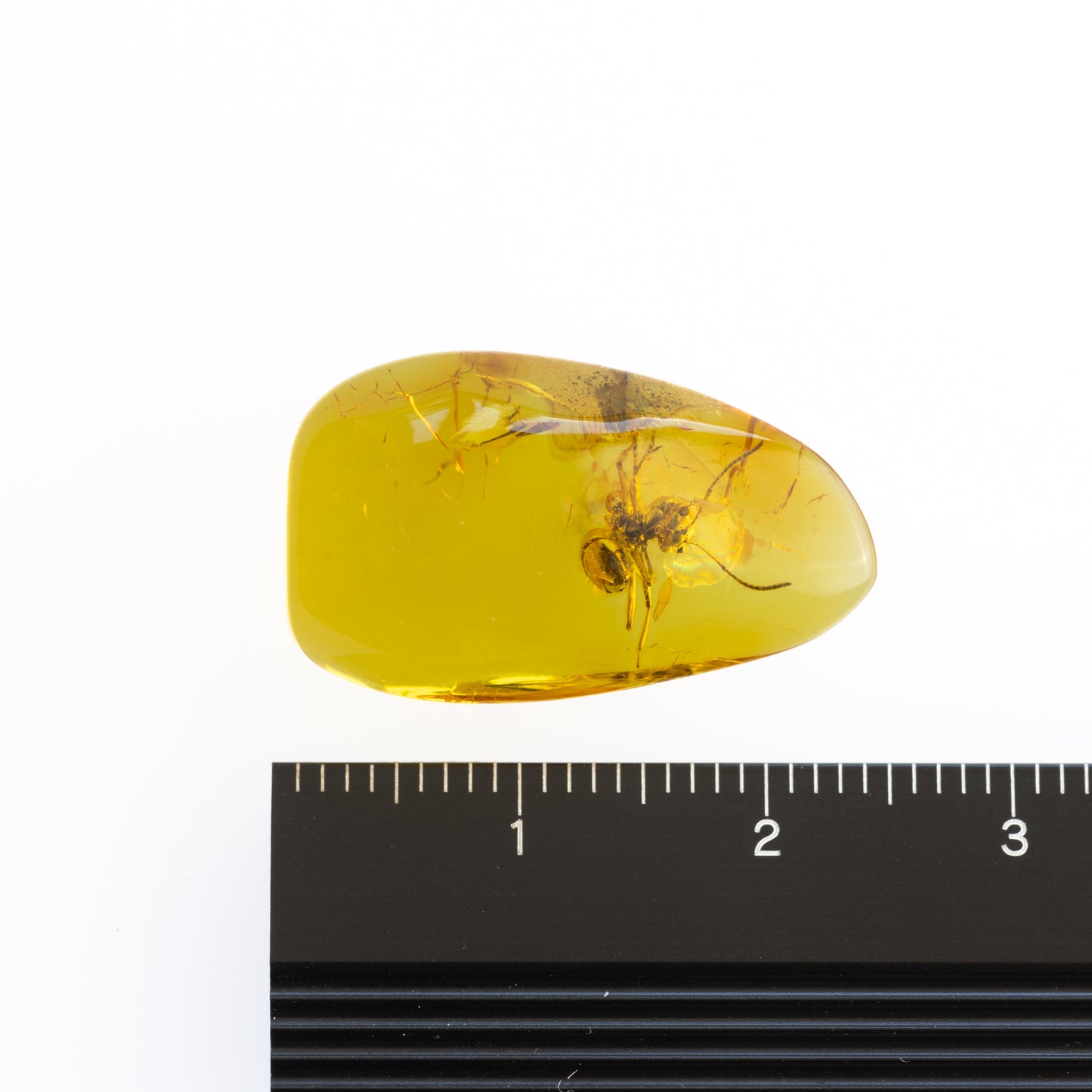 Baltic Amber with Ant Inclusion