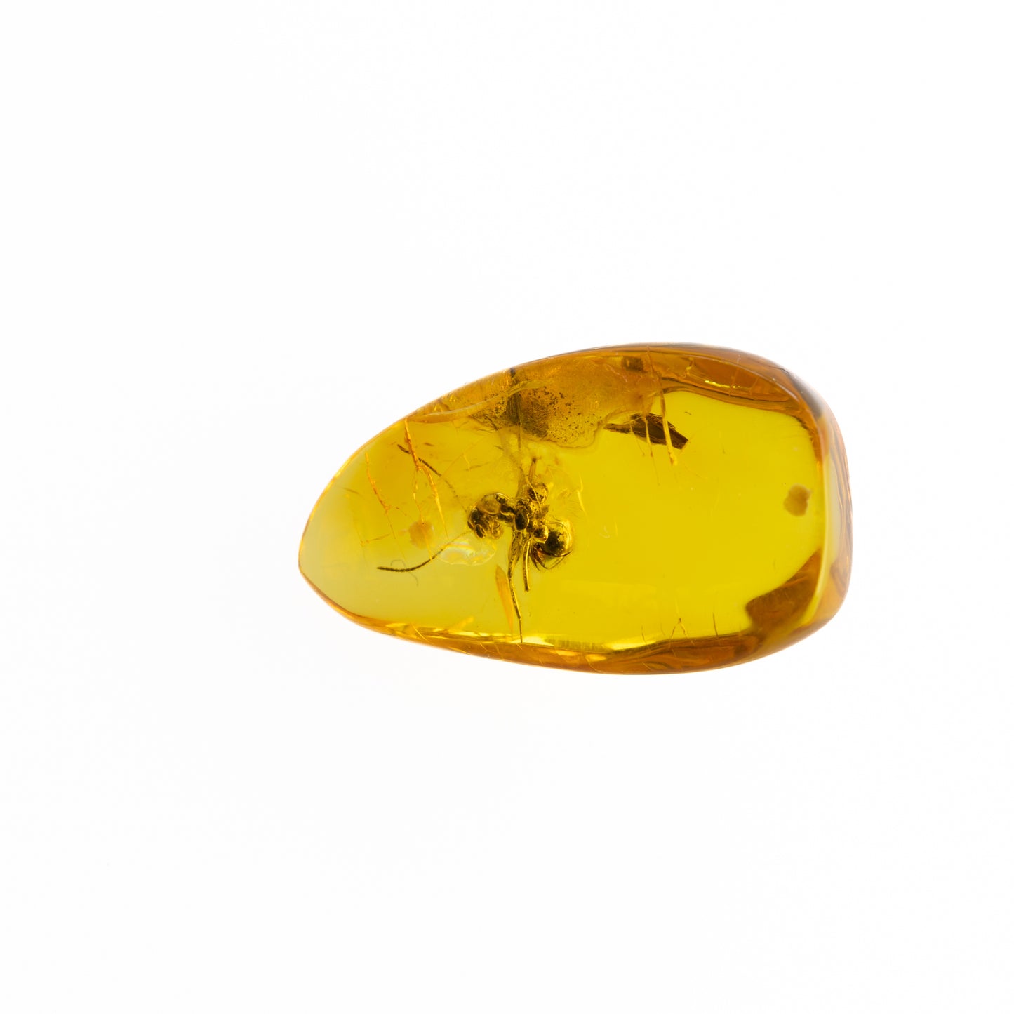 Baltic Amber with Ant Inclusion