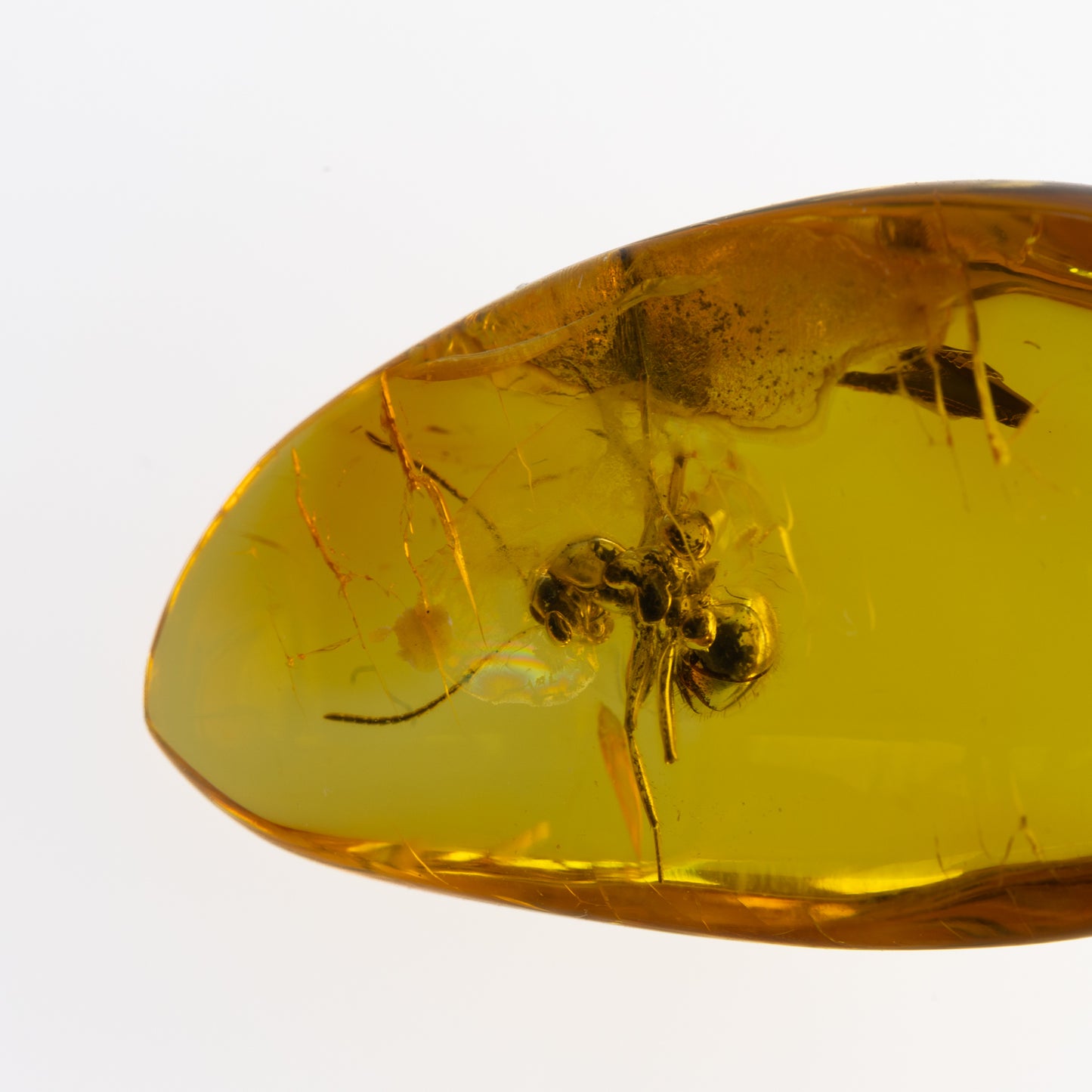 Baltic Amber with Ant Inclusion
