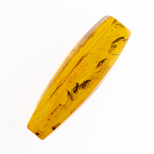 Block of amber with embedded insects on a white background