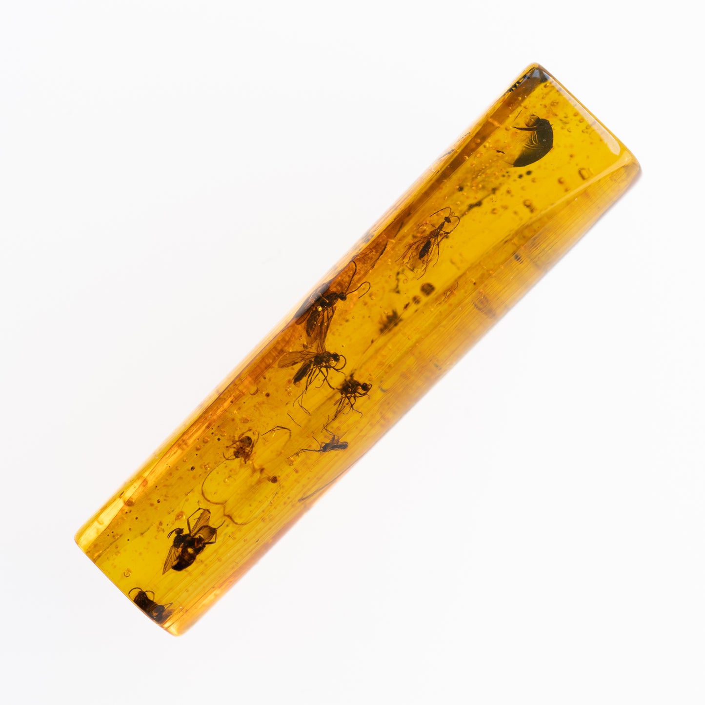 Baltic Amber with Multiple Insect Inclusions