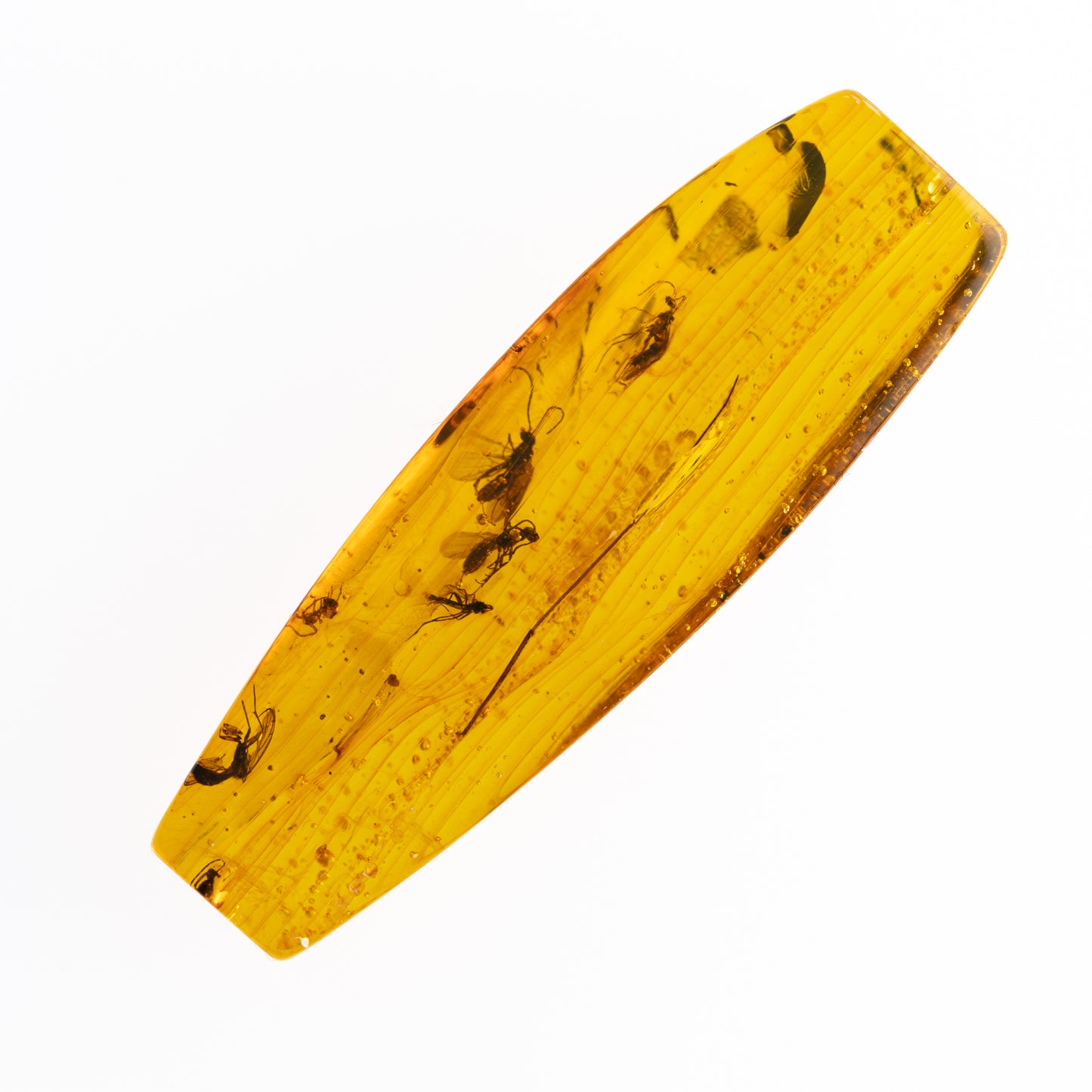 Baltic Amber with Multiple Insect Inclusions