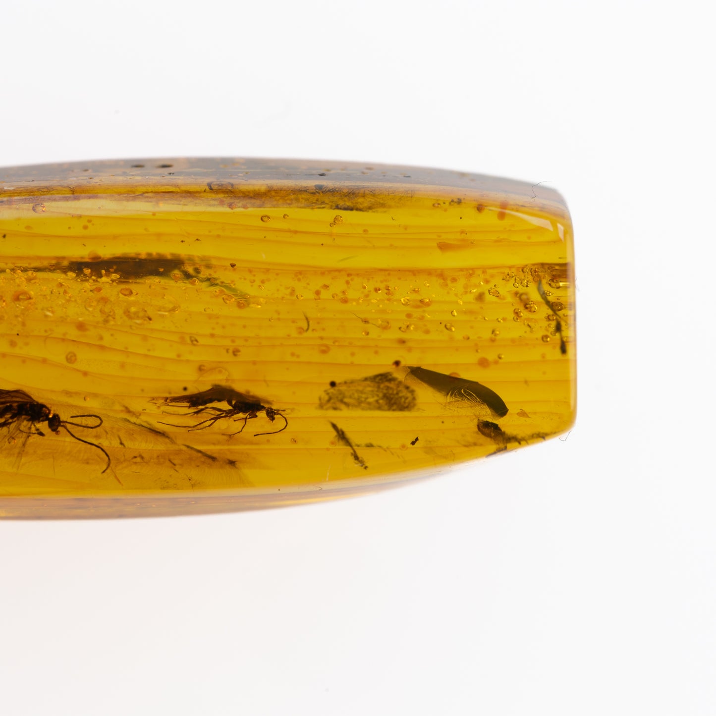 Baltic Amber with Multiple Insect Inclusions