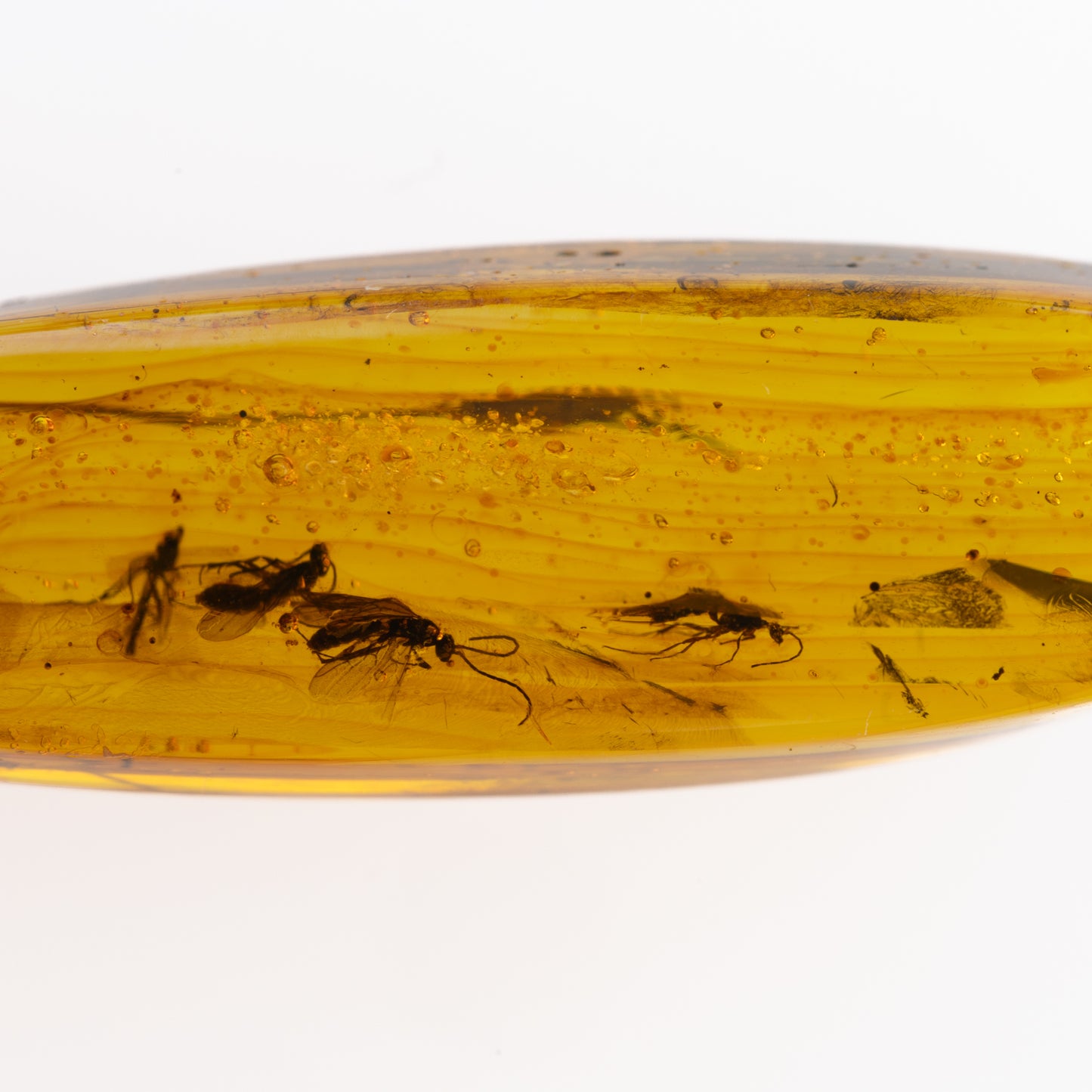 Baltic Amber with Multiple Insect Inclusions