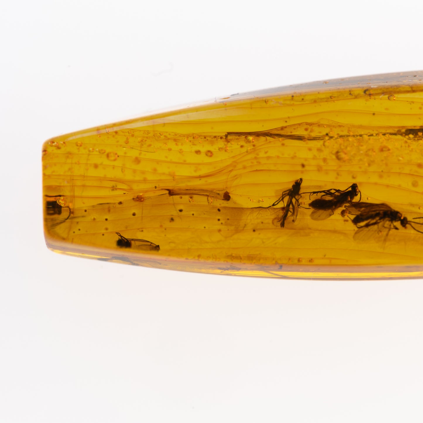 Baltic Amber with Multiple Insect Inclusions