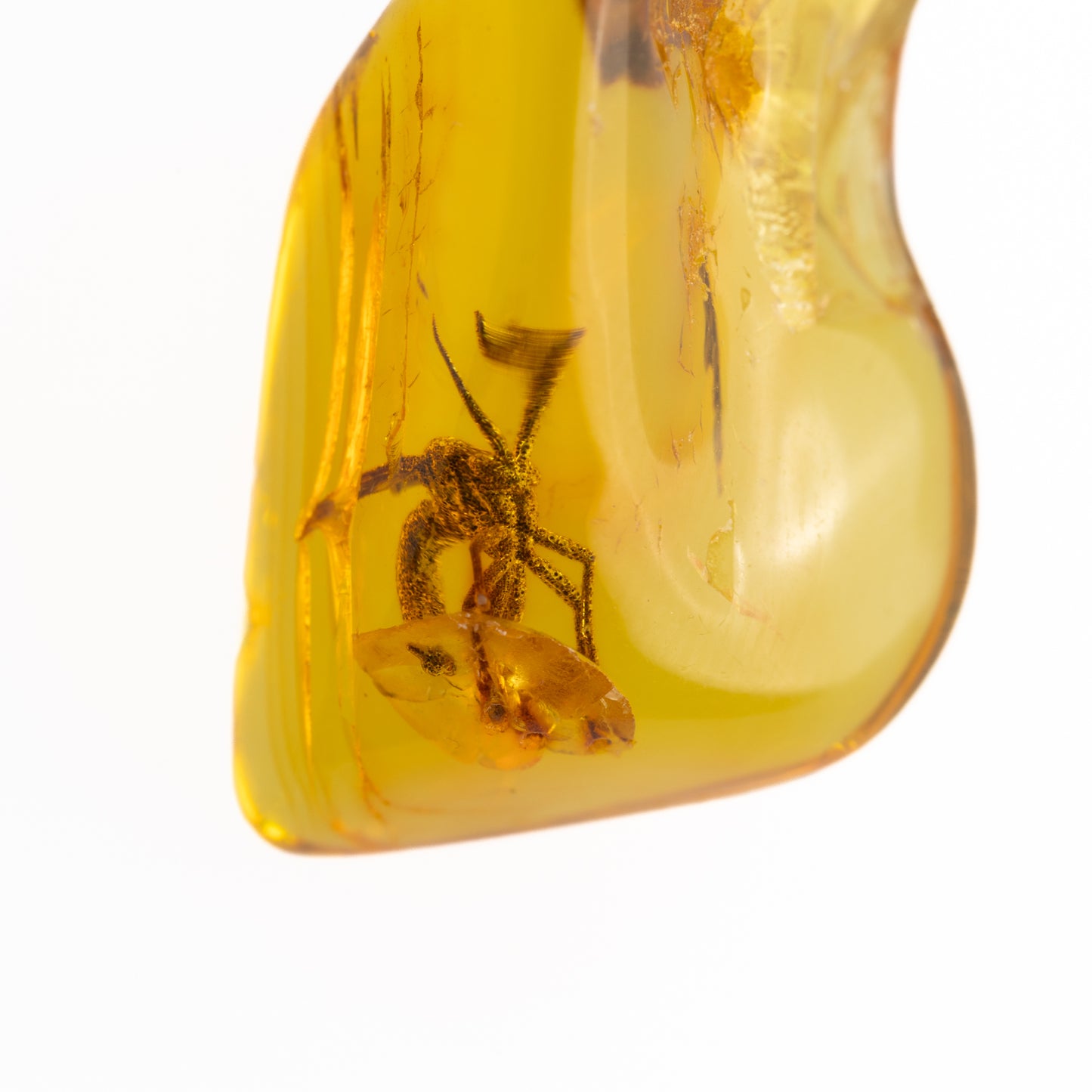 Amber piece with a preserved insect inside on a white background