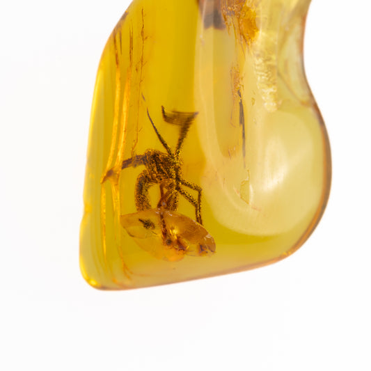 Amber piece with a preserved insect inside on a white background