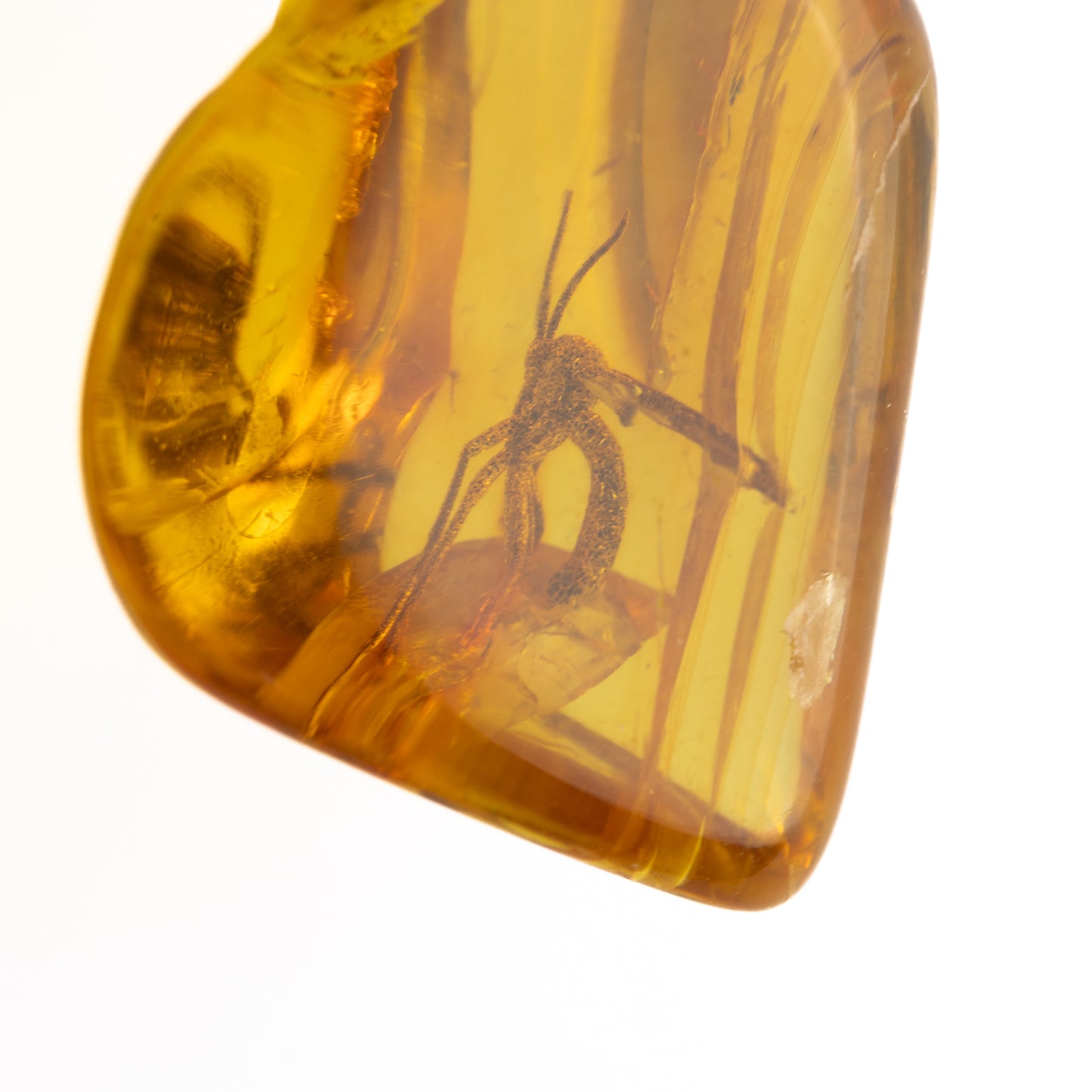 Baltic Amber with Winged Insect Inclusion