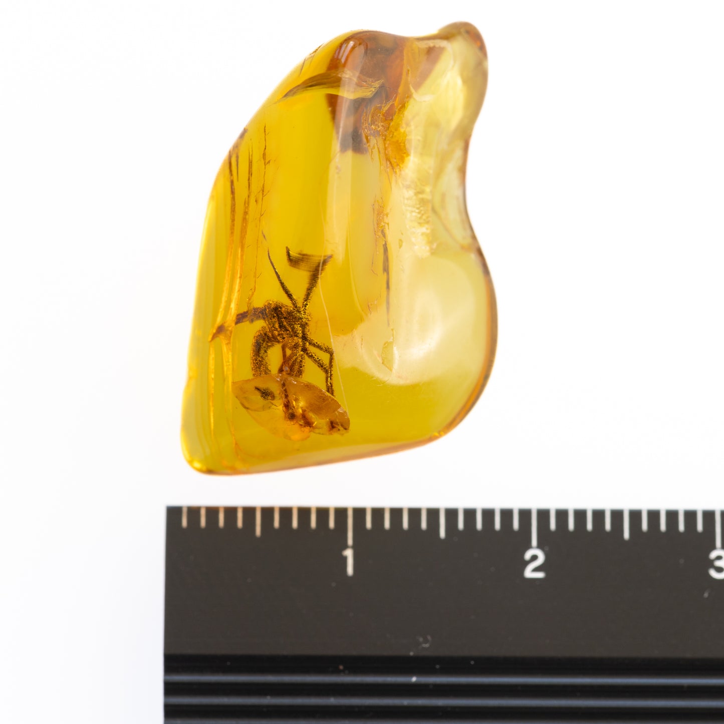 Baltic Amber with Winged Insect Inclusion