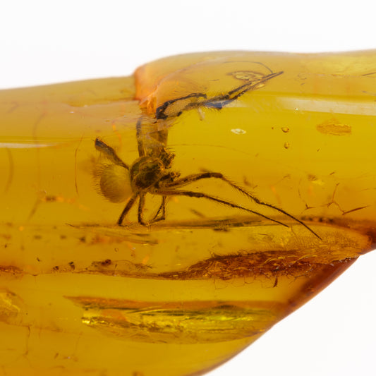 Spider encased in amber on a white background
