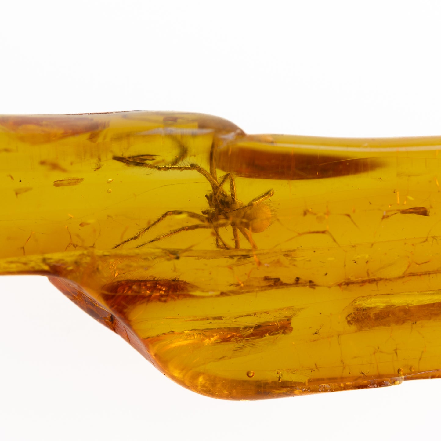 Baltic Amber with Spider Inclusion