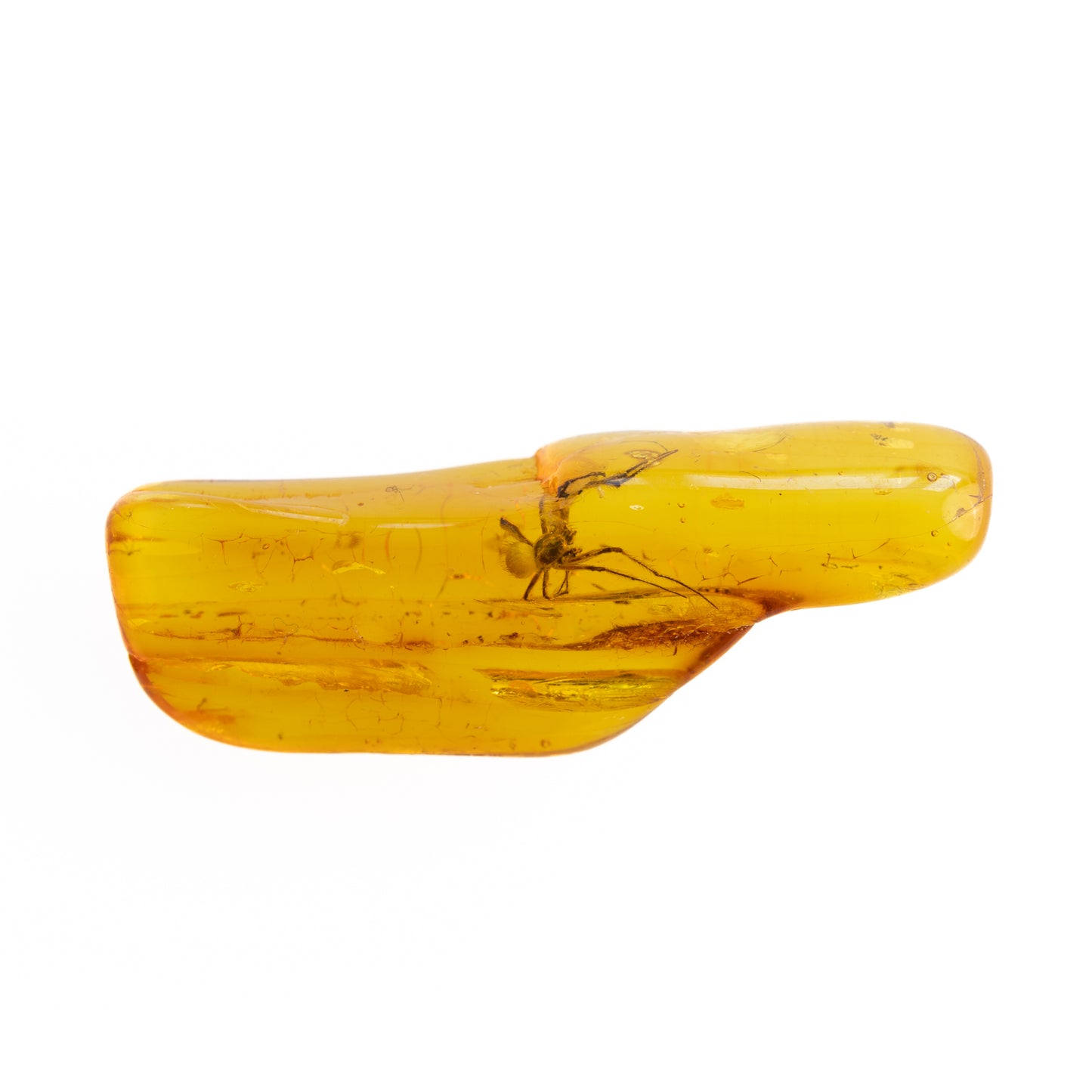Baltic Amber with Spider Inclusion