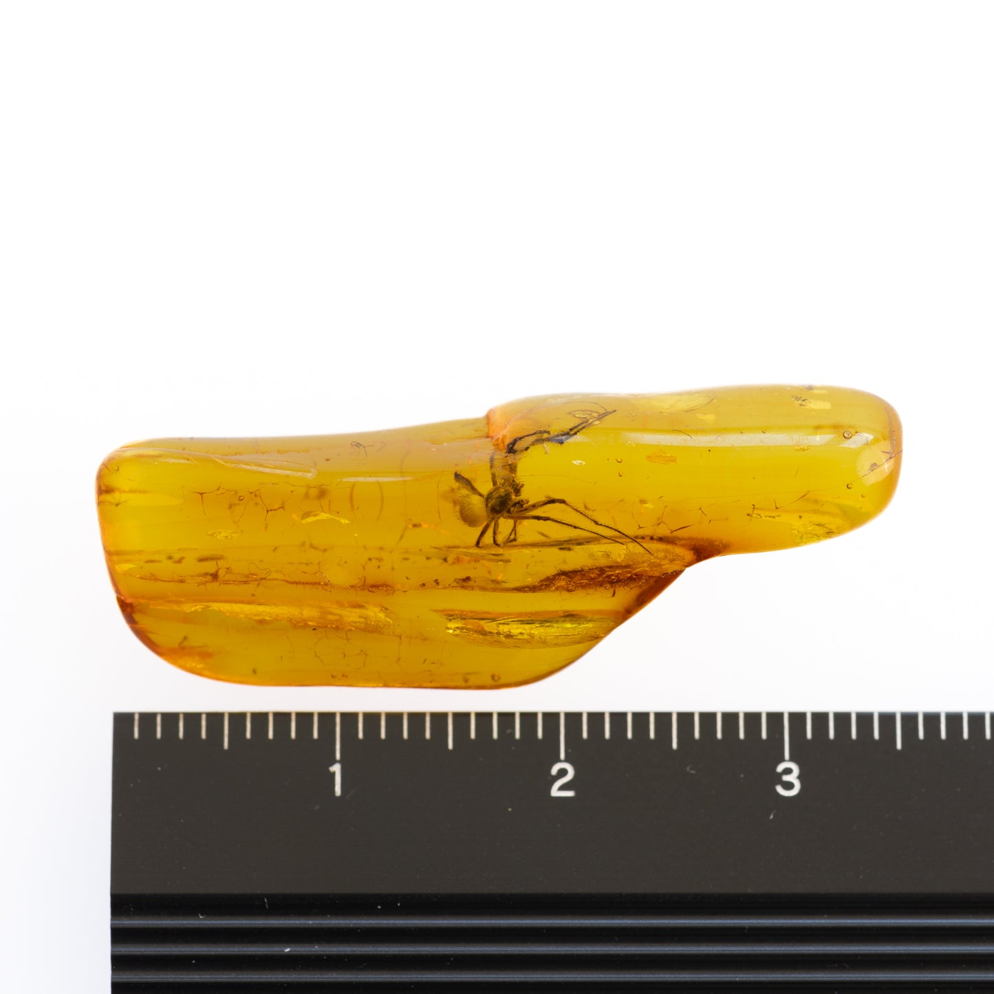 Baltic Amber with Spider Inclusion