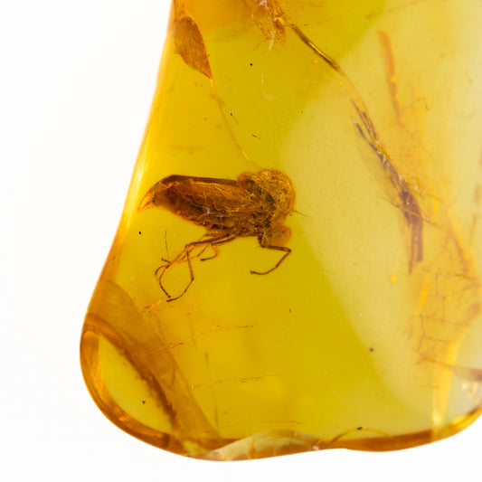 Amber with a preserved insect inside on a white background