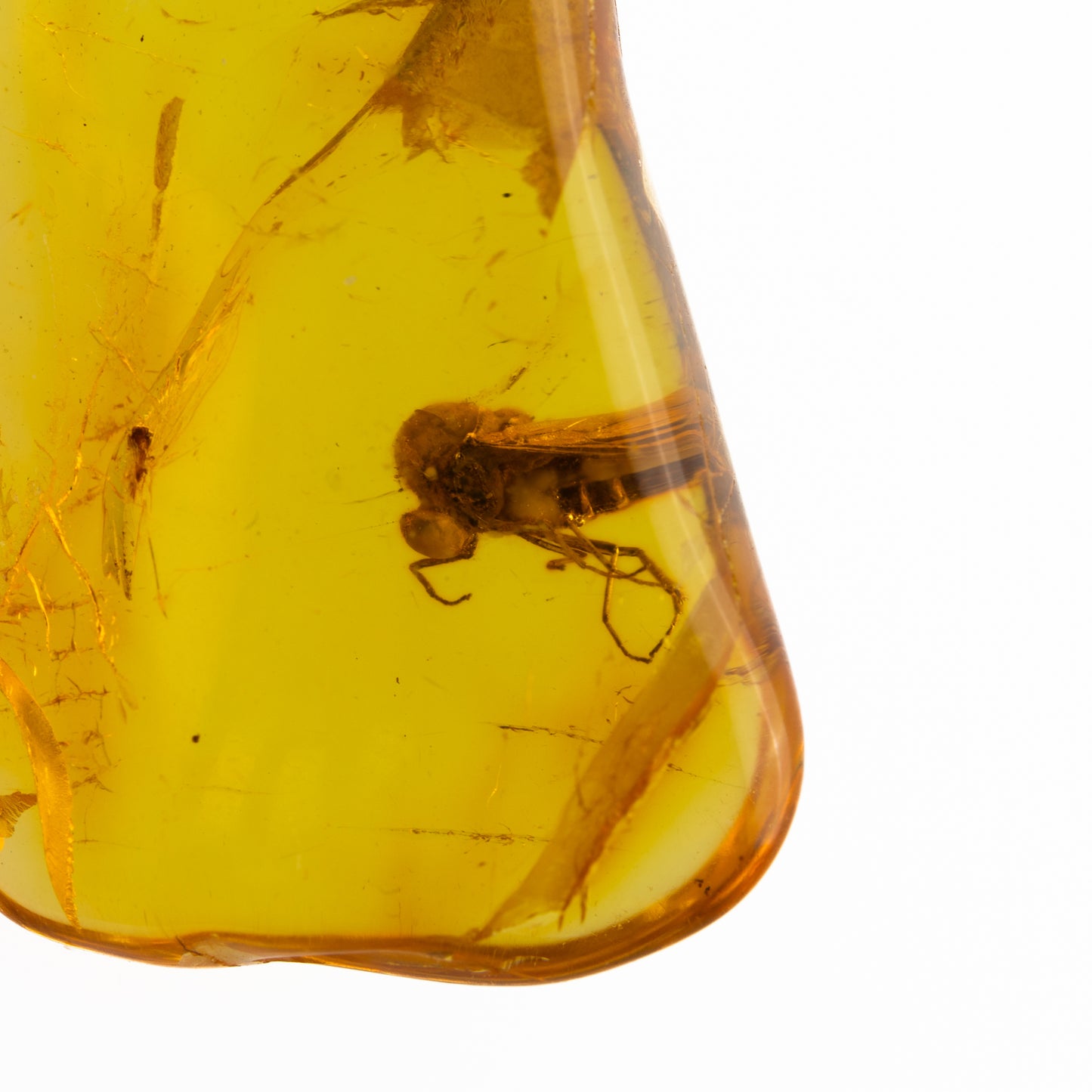 Baltic Amber with Winged Insect Insect Inclusion