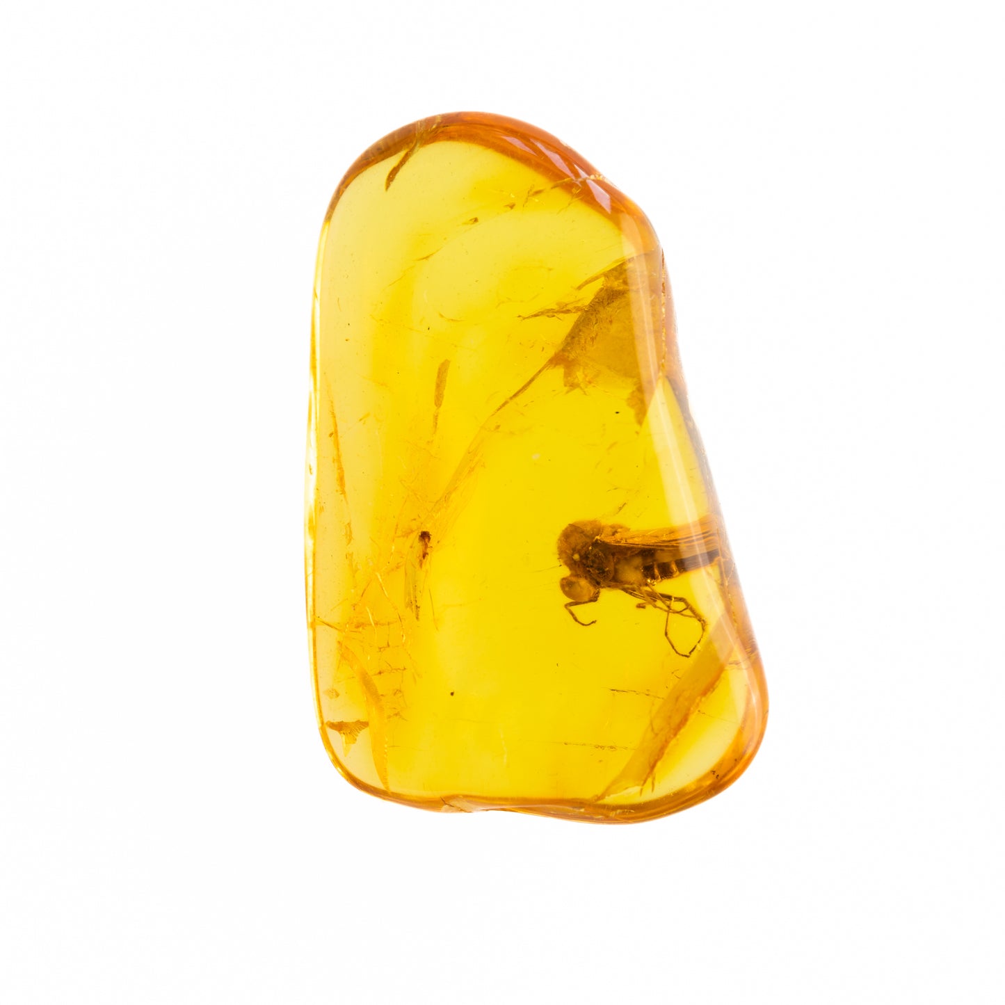 Baltic Amber with Winged Insect Insect Inclusion
